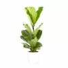 Castorama Ficus Lyrata 21cm Avec Cache Pot Blanc -Terreau, gazon, traitement, végétal, semence Soldes Boutique ficus lyrata 21cm avec cache pot blanc8720053841307 01c FR CF