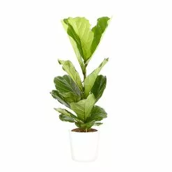 Castorama Ficus Lyrata 21cm Avec Cache Pot Blanc
