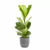 Castorama Ficus Lyrata 21cm Avec Cache Pot Rayures Grises
