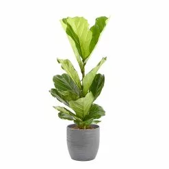 Castorama Ficus Lyrata 21cm Avec Cache Pot Rayures Grises