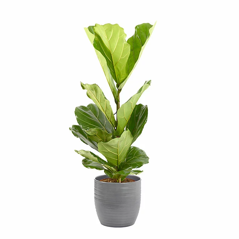 Castorama Ficus Lyrata 21cm Avec Cache Pot Rayures Grises 3 Castorama Ficus Lyrata 21cm Avec Cache Pot Rayures Grises