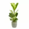 Castorama Ficus Lyrata 21cm Avec Cache Pot Rayures Vertes 1 Castorama Ficus Lyrata 21cm Avec Cache Pot Rayures Vertes -Terreau, gazon, traitement, végétal, semence Soldes Boutique ficus lyrata 21cm avec cache pot rayures vertes8720053841314 01c FR CF