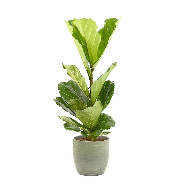 Castorama Ficus Lyrata 21cm Avec Cache Pot Rayures Vertes 3 Castorama Ficus Lyrata 21cm Avec Cache Pot Rayures Vertes