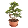 Castorama Ficus Microcarpa Ginseng En Forme De S, 20cm -Terreau, gazon, traitement, végétal, semence Soldes Boutique ficus microcarpa ginseng en forme de s 20cm5059340052281 01c