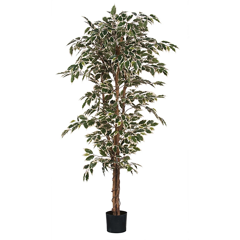 Castorama Ficus Vert Panache Artificiel En Pot Plastique ø90 X H.180 Cm 3 Castorama Ficus Vert Panache Artificiel En Pot Plastique ø90 X H.180 Cm
