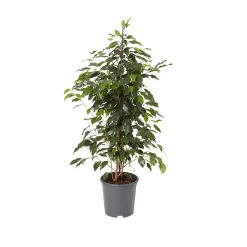 Castorama Figuier Pleureur, Assortiment, 21cm