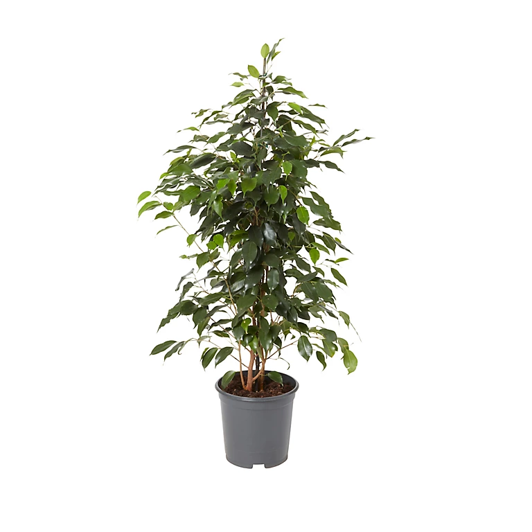 Castorama Figuier Pleureur, Assortiment, 21cm 3 Castorama Figuier Pleureur, Assortiment, 21cm