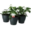 Castorama Fraise, Pot 19 Cm -Terreau, gazon, traitement, végétal, semence Soldes Boutique fraise pot 19 cm5059340083612 02c