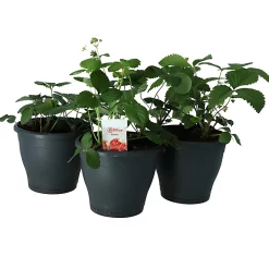 Castorama Fraise, Pot 19 Cm