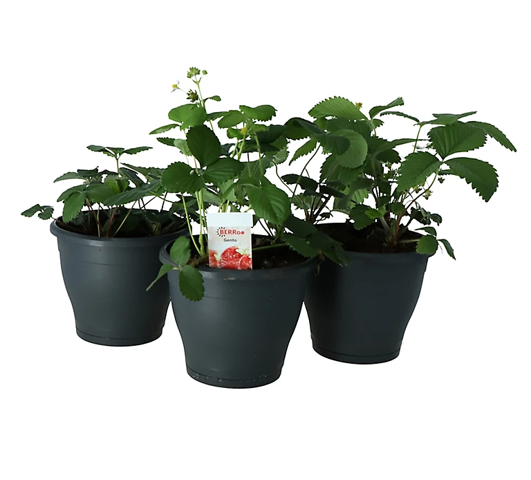 Castorama Fraise, Pot 19 Cm 3 Castorama Fraise, Pot 19 Cm