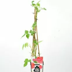 Castorama Framboisier En Variété Pot 2L