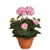 Castorama Geranium Rose Artificiel ø25 X H.35 Cm En Pot Campana Terra ø15,5 Cm 2 Castorama Geranium Rose Artificiel ø25 X H.35 Cm En Pot Campana Terra ø15,5 Cm -Terreau, gazon, traitement, végétal, semence Soldes Boutique geranium rose artificiel 25 x h 35 cm en pot campana terra 15 5 cm8712293752024 01c FR CF