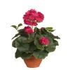 Castorama Geranium Rose Foncé Artificiel ø25 X H.35 Cm En Pot Campana Terra ø15,5 Cm 1 Castorama Geranium Rose Foncé Artificiel ø25 X H.35 Cm En Pot Campana Terra ø15,5 Cm -Terreau, gazon, traitement, végétal, semence Soldes Boutique geranium rose fonce artificiel 25 x h 35 cm en pot campana terra 15 5 cm8712293752062 01c FR CF