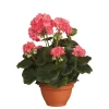 Castorama Geranium Saumon Artificiel ø25 X H.35 Cm En Pot Campana Terra ø15,5 Cm -Terreau, gazon, traitement, végétal, semence Soldes Boutique geranium saumon artificiel 25 x h 35 cm en pot campana terra 15 5 cm8712293752031 01c FR CF