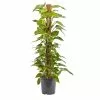 Castorama Grand Pothos Sur Tuteur En Mousse 24cm -Terreau, gazon, traitement, végétal, semence Soldes Boutique grand pothos sur tuteur en mousse 24cm3663602462484 02c