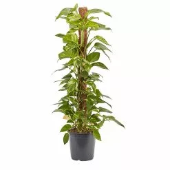 Castorama Grand Pothos Sur Tuteur En Mousse 24cm