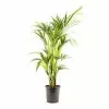 Castorama Howea Forster 24cm 1 Castorama Howea Forster 24cm -Terreau, gazon, traitement, végétal, semence Soldes Boutique howea forster 24cm8720053842168 01c FR CF