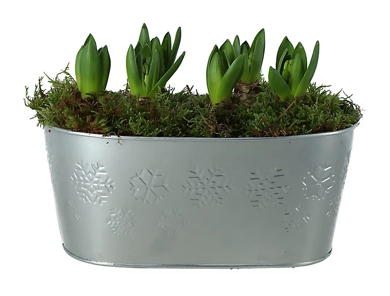 Castorama Jacinthe 5 Bulbes En Jardinière 25 Cm 3 Castorama Jacinthe 5 Bulbes En Jardinière 25 Cm