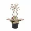 Castorama Kalanchoé « surprise Du Désert » 10,5cm 2 Castorama Kalanchoé « surprise Du Désert » 10,5cm -Terreau, gazon, traitement, végétal, semence Soldes Boutique kalanchoe surprise du desert 10 5cm3663602463153 02c