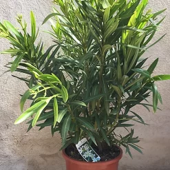 Castorama Laurier Rose ø25cm 10L 90-100