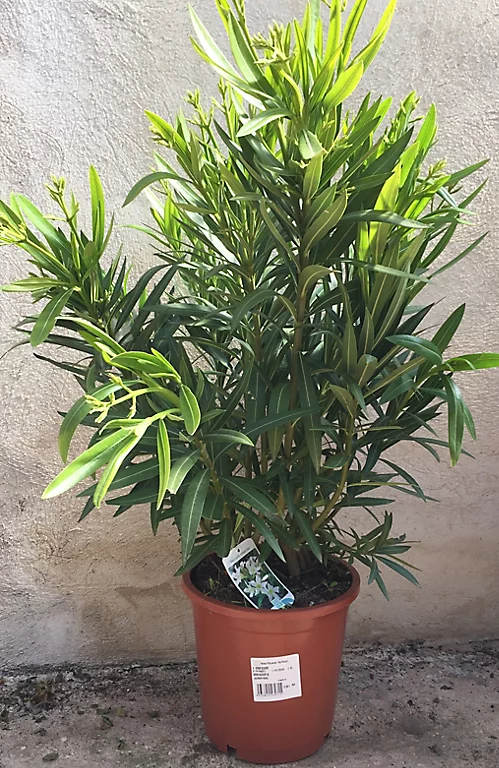 Castorama Laurier Rose ø25cm 10L 90-100 3 Castorama Laurier Rose ø25cm 10L 90-100