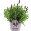 Castorama Lavande Angustifolia Blanche/rose 2L 2 Castorama Lavande Angustifolia Blanche/rose 2L -Terreau, gazon, traitement, végétal, semence Soldes Boutique lavande angustifolia blanche rose 2l8719194203617 01c fr cf