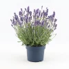 Castorama Lavande Angustifolia Felice Bleue 2L -Terreau, gazon, traitement, végétal, semence Soldes Boutique lavande angustifolia felice bleue 2l8719194203570 01c fr cf