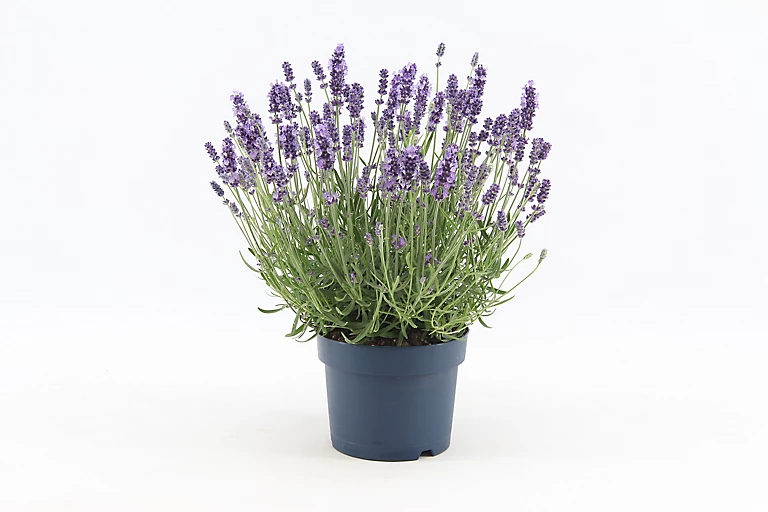 Castorama Lavande Angustifolia Felice Bleue 2L 3 Castorama Lavande Angustifolia Felice Bleue 2L