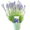 Castorama Lavande Angustifolia Hidcote 2L 1 Castorama Lavande Angustifolia Hidcote 2L -Terreau, gazon, traitement, végétal, semence Soldes Boutique lavande angustifolia hidcote 2l8719194203655 01c fr cf