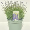 Castorama Lavande Angustifolia Hidcote 5L 1 Castorama Lavande Angustifolia Hidcote 5L -Terreau, gazon, traitement, végétal, semence Soldes Boutique lavande angustifolia hidcote 5l8719194203631 01c fr cf