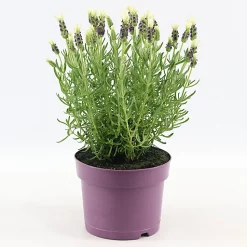 Castorama Lavande Anouk Blanche 2L