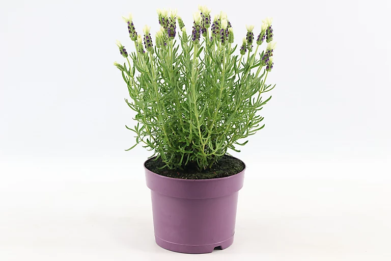 Castorama Lavande Anouk Blanche 2L 3 Castorama Lavande Anouk Blanche 2L