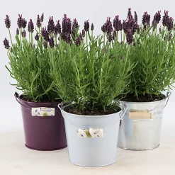 Castorama Lavande Anouk Collection Seau En Zinc Imprimé Motif