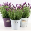 Castorama Lavande Anouk Collection Seau En Zinc -Terreau, gazon, traitement, végétal, semence Soldes Boutique lavande anouk collection seau en zinc8719194203563 01c fr cf