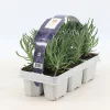 Castorama Lavande Pack De 6 Plantes 1 Castorama Lavande Pack De 6 Plantes -Terreau, gazon, traitement, végétal, semence Soldes Boutique lavande pack de 6 plantes8719194203587 01c fr cf