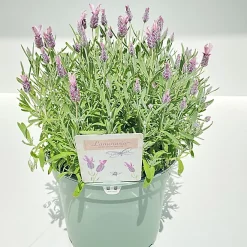 Castorama Lavande Stoechas Blanche/roze 2L