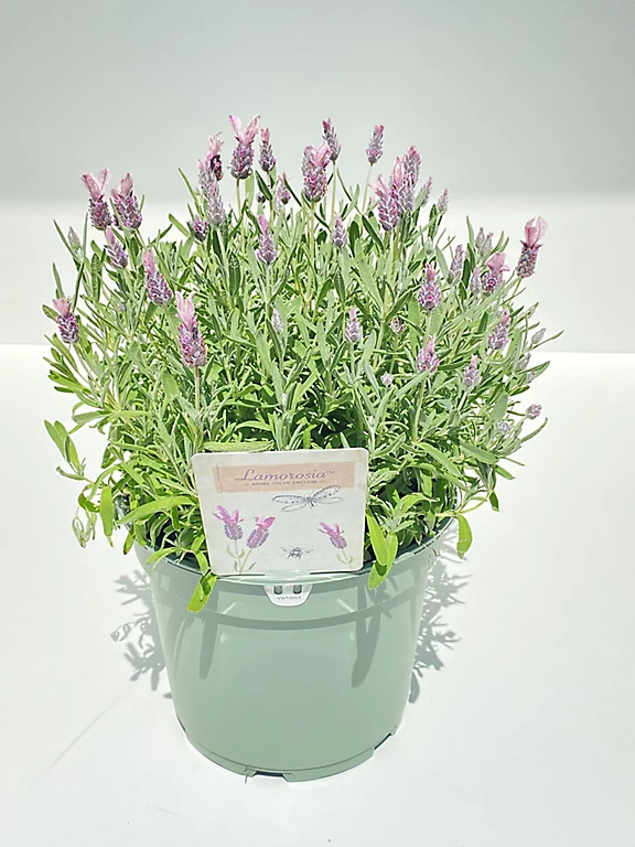 Castorama Lavande Stoechas Blanche/roze 2L 3 Castorama Lavande Stoechas Blanche/roze 2L