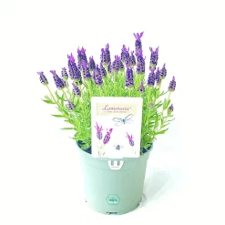 Castorama Lavande Stoechas Lamorosia 2L