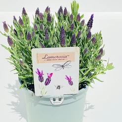 Castorama Lavande Stoechas Lamorosia 5L