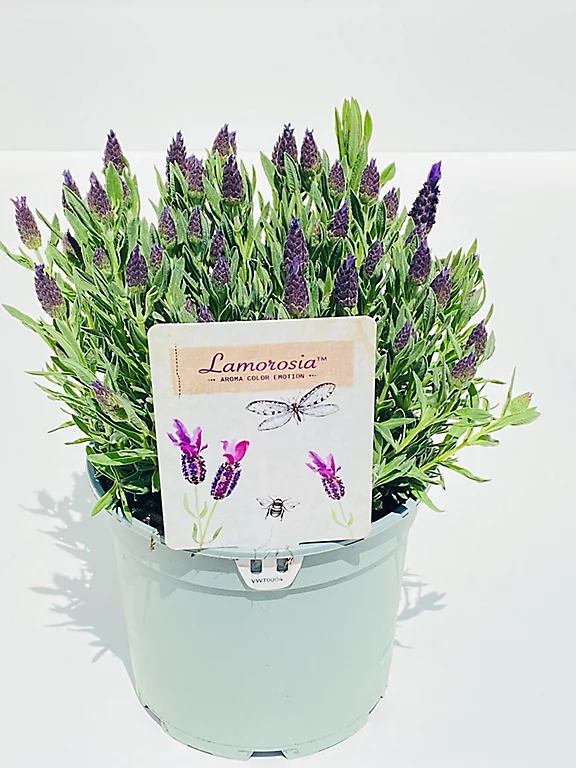 Castorama Lavande Stoechas Lamorosia 5L 3 Castorama Lavande Stoechas Lamorosia 5L