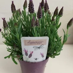 Castorama Lavande Stoechas Lamorosia Pot 13 Cm