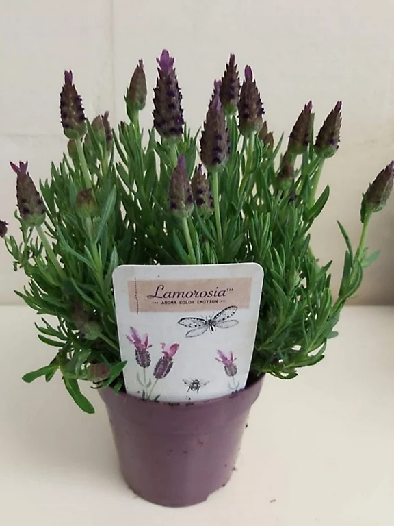 Castorama Lavande Stoechas Lamorosia Pot 13 Cm 3 Castorama Lavande Stoechas Lamorosia Pot 13 Cm