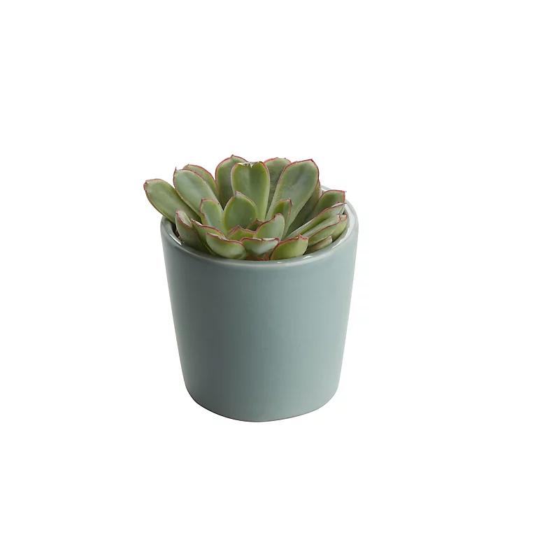 Castorama Mini-succulente, Assortiment, Pot En Céramique 5,5cm 3 Castorama Mini-succulente, Assortiment, Pot En Céramique 5,5cm