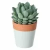 Castorama Mini-succulente, Assortiment, Pot En Céramique Bicolore 5,5cm -Terreau, gazon, traitement, végétal, semence Soldes Boutique mini succulente assortiment pot en ceramique bicolore 5 5cm3663602463290 23c