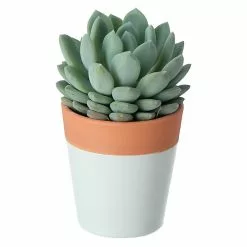 Castorama Mini-succulente, Assortiment, Pot En Céramique Bicolore 5,5cm