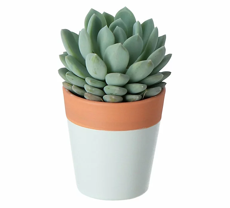 Castorama Mini-succulente, Assortiment, Pot En Céramique Bicolore 5,5cm 3 Castorama Mini-succulente, Assortiment, Pot En Céramique Bicolore 5,5cm