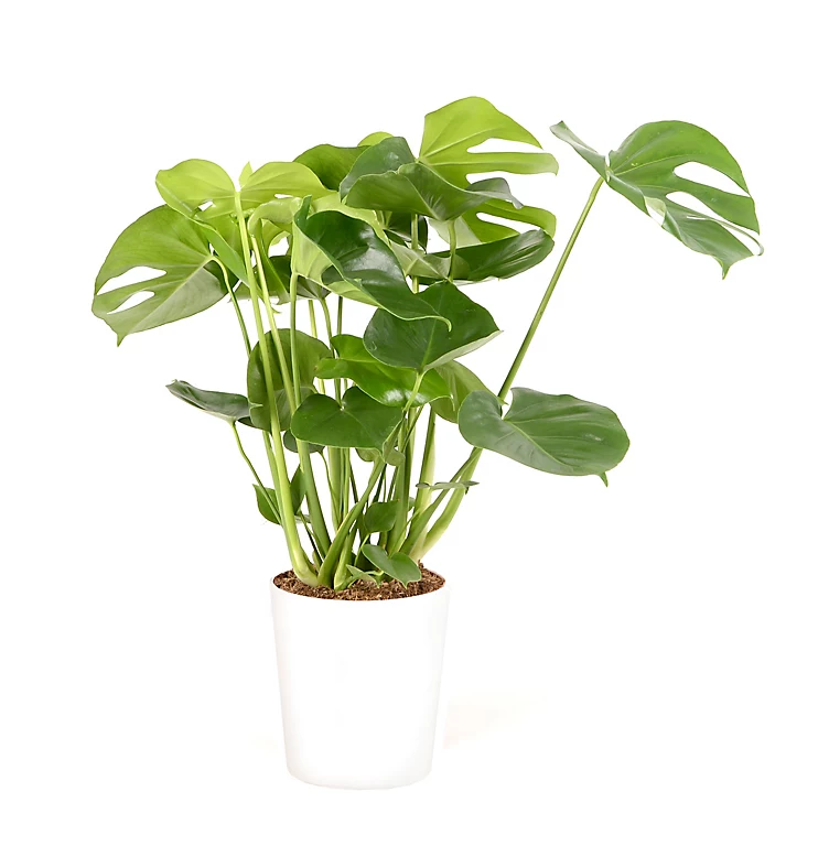 Castorama Mostera 21cm Avec Cache Pot Blanc 3 Castorama Mostera 21cm Avec Cache Pot Blanc