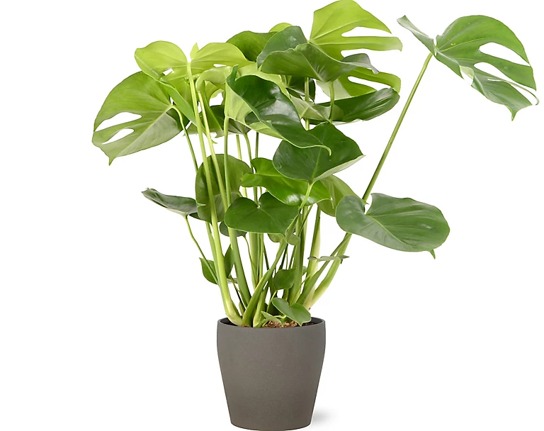 Castorama Mostera 21cm Avec Cache Pot Pierre 3 Castorama Mostera 21cm Avec Cache Pot Pierre