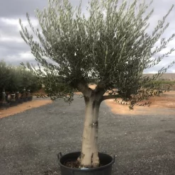 Castorama Olivier Charpenté Circ TR50 70