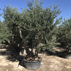 Castorama Olivier Multitronc